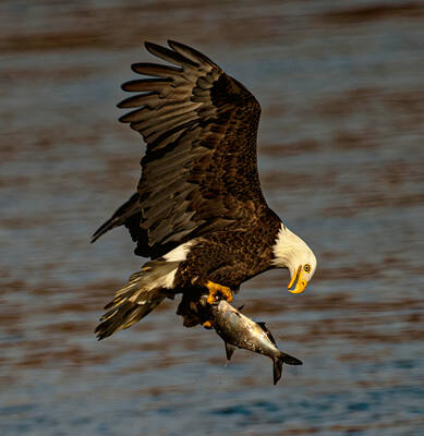 Conowingo Eagles