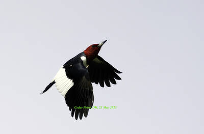 Red-headed Woodpecker
